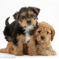 Cavapoo Mixed With Yorkie