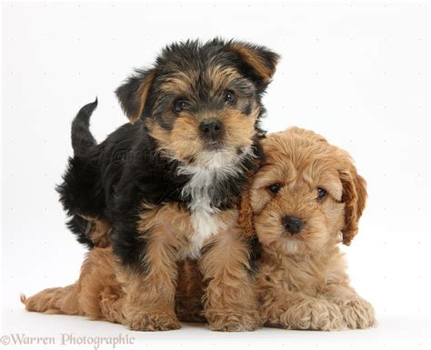 Cavapoo Mixed With Yorkie