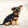 Chihuahua Yorkie Mix Black