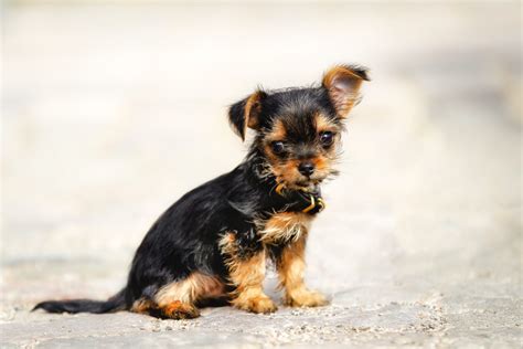 Chihuahua Yorkie Mix Black