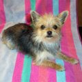 Chihuahua Yorkie Mix For Adoption