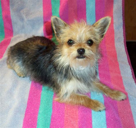 Chihuahua Yorkie Mix For Adoption