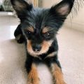 Chihuahua Yorkie Mix Short Hair