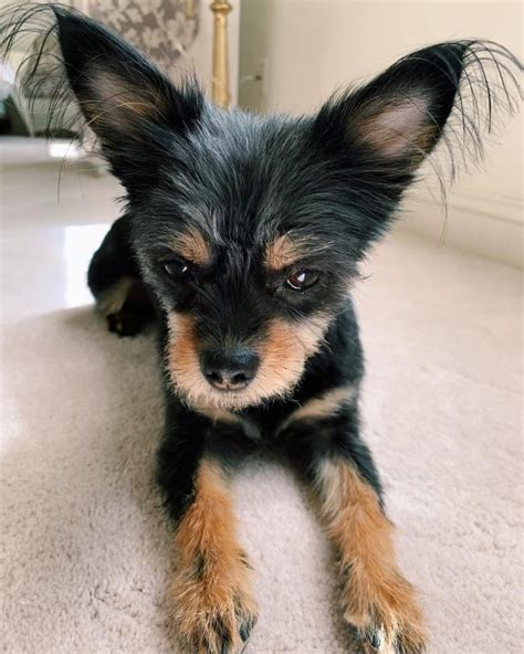 Chihuahua Yorkie Mix Short Hair