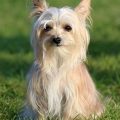 Chinese Crested And Yorkie Mix