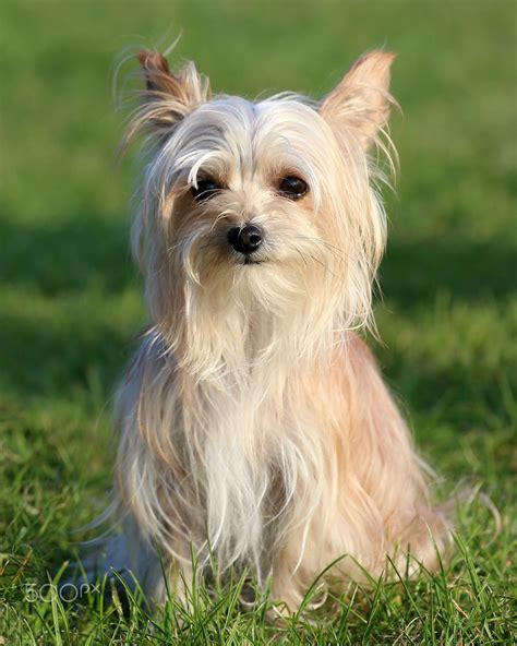 Chinese Crested And Yorkie Mix