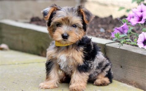 Chiweenie Yorkie Mix Puppies