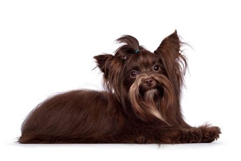 Chocolate Brown Yorkshire Terrier