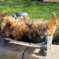 Choosing the Perfect Bed for Yorkies