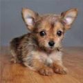 Chorkie Puppies For Adoption