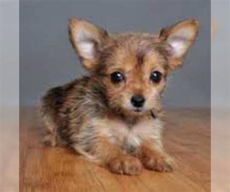 Chorkie Puppies For Adoption