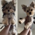 Chorkie Teddy Bear Cut