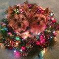 Christmas Yorkie