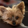 Clingy Yorkie? Here’s Why