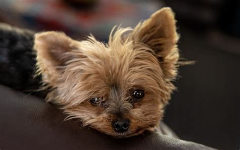 Clingy Yorkie? Here’s Why