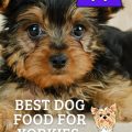 Coat Health Diet for Yorkies