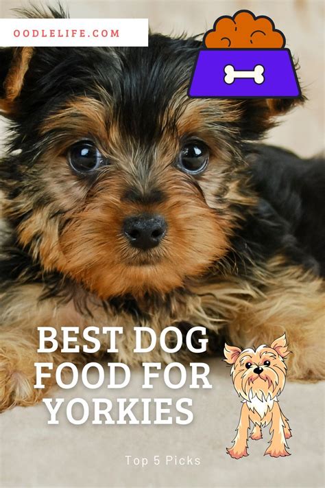 Coat Health Diet for Yorkies