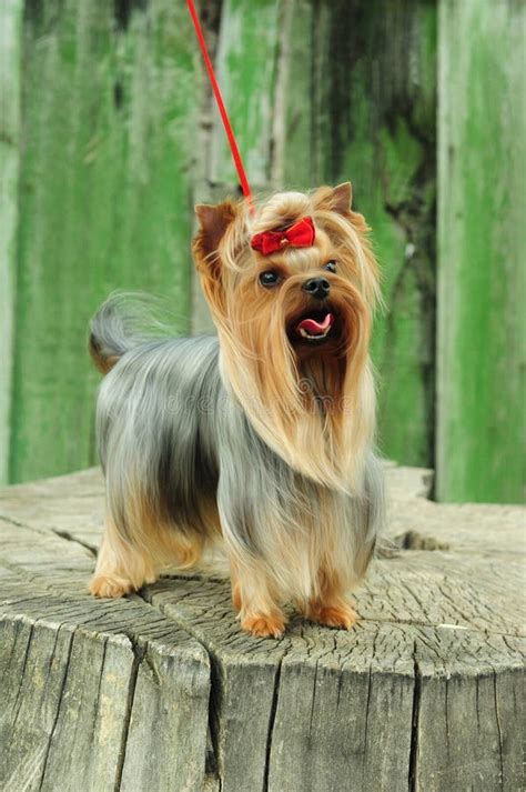 Coats For Yorkshire Terriers