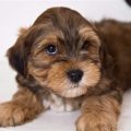 Cockapoo Mixed With Yorkie