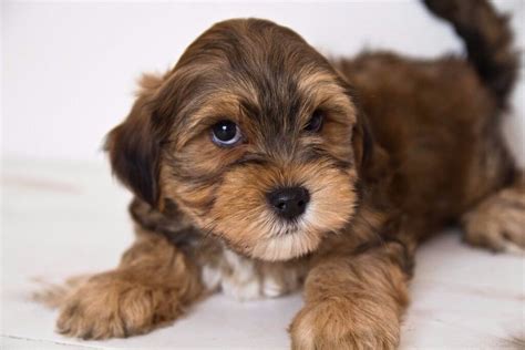 Cockapoo Mixed With Yorkie