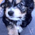 Cocker Spaniel Yorkie Mix Price