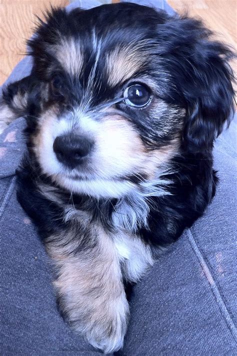 Cocker Spaniel Yorkie Mix Price