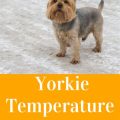 Cold Weather Yorkie Nutrition