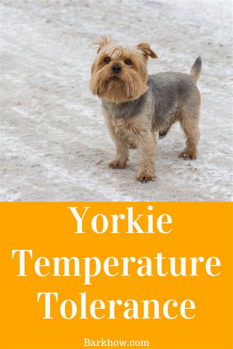 Cold Weather Yorkie Nutrition