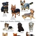 Colours Of Yorkshire Terriers