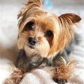 Common Diseases In Yorkies