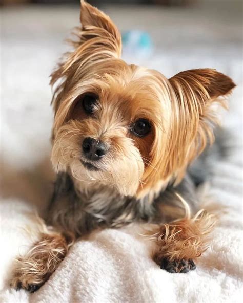 Common Diseases In Yorkies