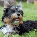 Common Health Issues With Yorkies