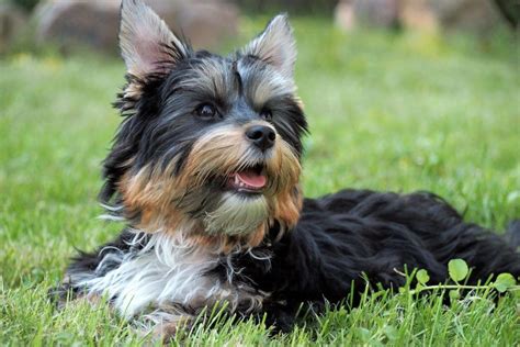 Common Health Issues With Yorkies