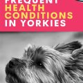 Common Illness In Yorkies