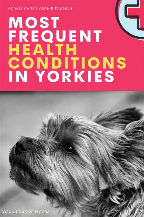 Common Illness In Yorkies