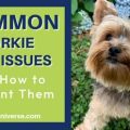 Common Yorkie Skin Issues