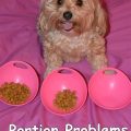 Control Yorkie Portions