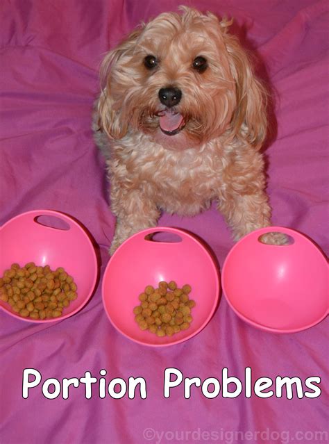 Control Yorkie Portions