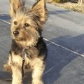 Corgi Yorkie Mix Price