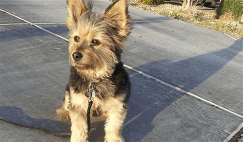 Corgi Yorkshire Terrier Mix