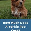 Cost Of A Yorkie Poo Puppy