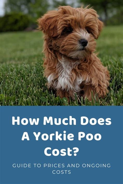 Cost Of A Yorkie Poo Puppy