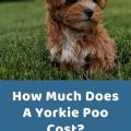 Cost of a Yorkie Poo Puppy and Price Factors Explained