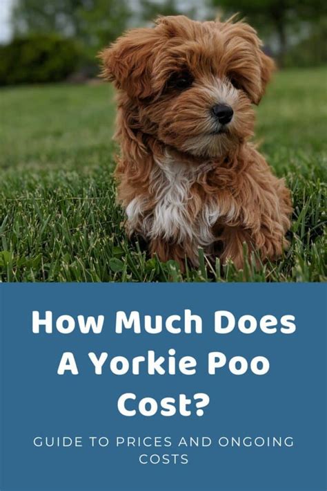 Cost Of A Yorkie Poo Puppy And Price Factors Explained