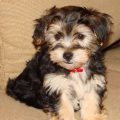 Coton De Tulear And Yorkie Mix