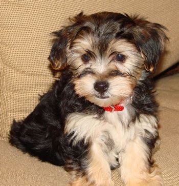 Coton De Tulear And Yorkie Mix