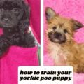 Crate Training A Yorkie Poo