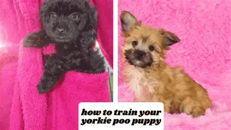 Crate Training A Yorkie Poo