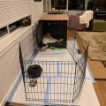 Crate Training A Yorkie Puppy At Night