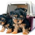 Crates For Yorkies